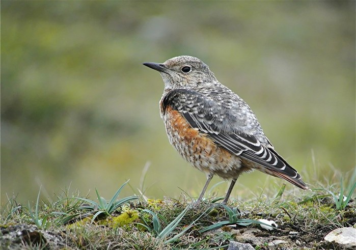 Rock Thrush