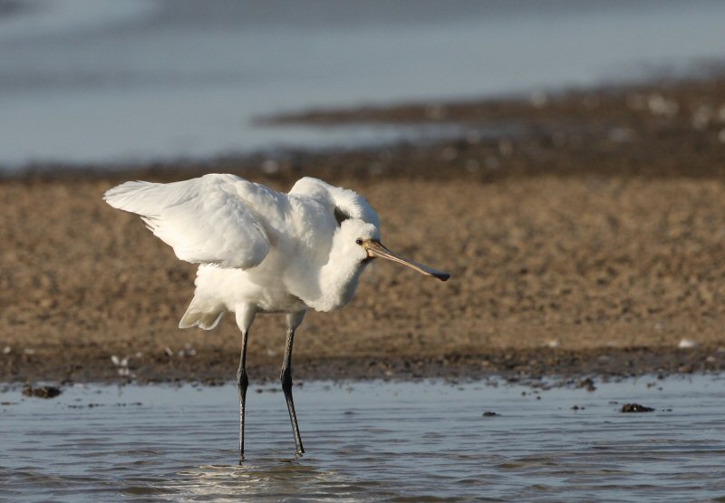 Spoonbill
