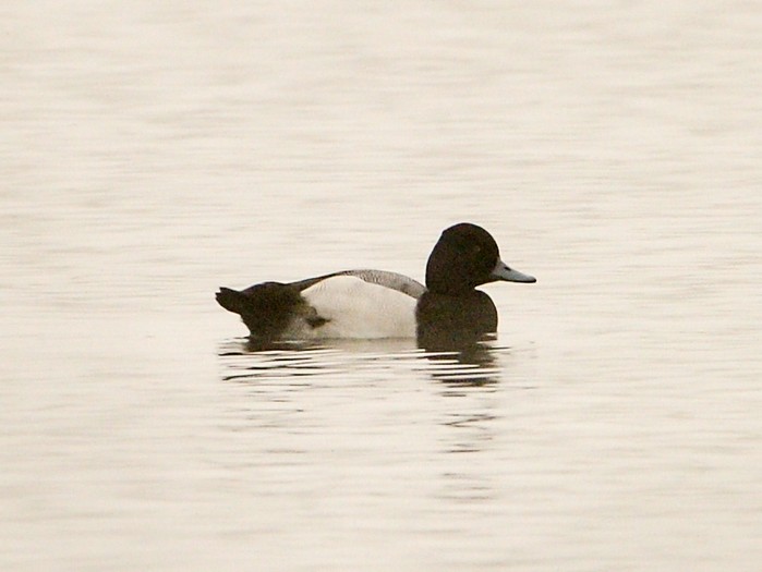 Lesser Scaup