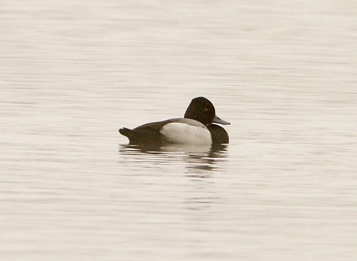 Lesser Scaup