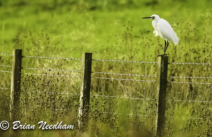 Little Egret