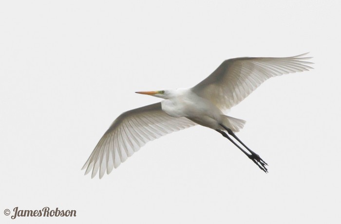 Great White Egret