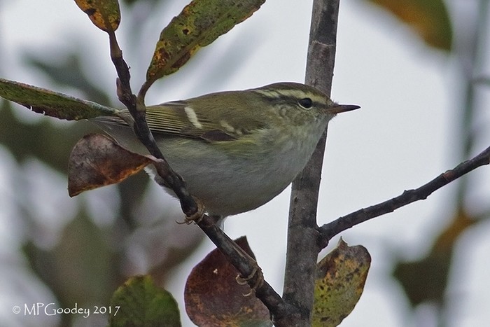 Yellow-browed Warbler
