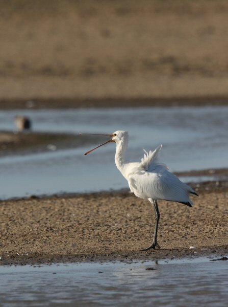 Spoonbill