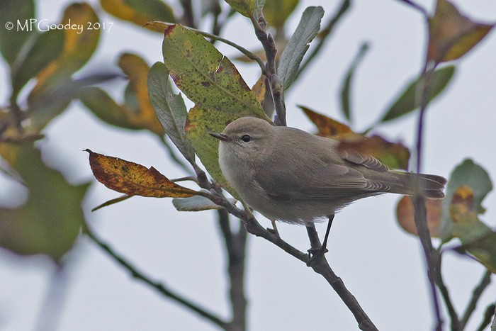 Siberian Chiffchaff