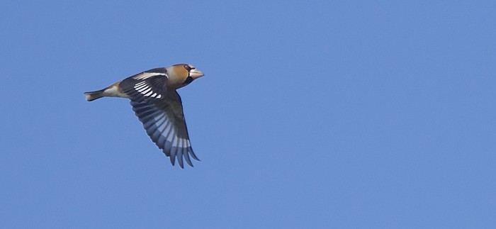 Hawfinch