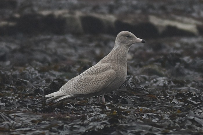 Glaucous Gull