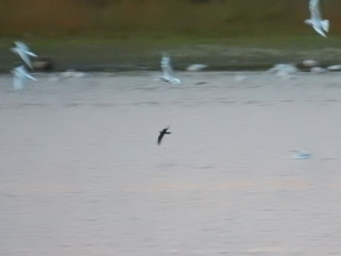 Leach's Petrel
