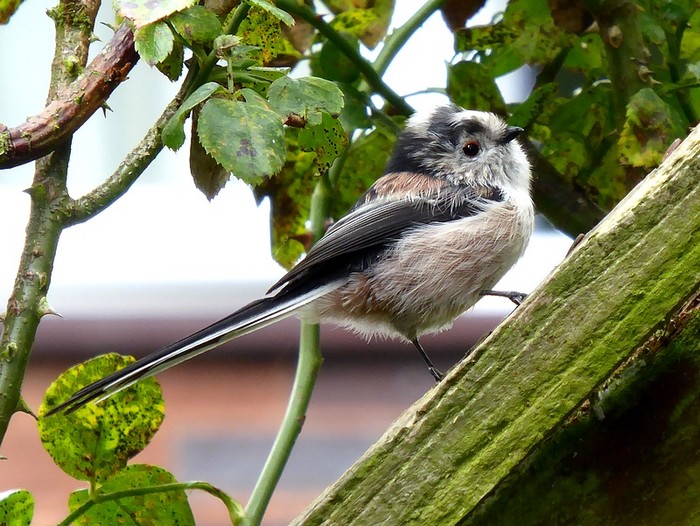 Long-tailed Tit