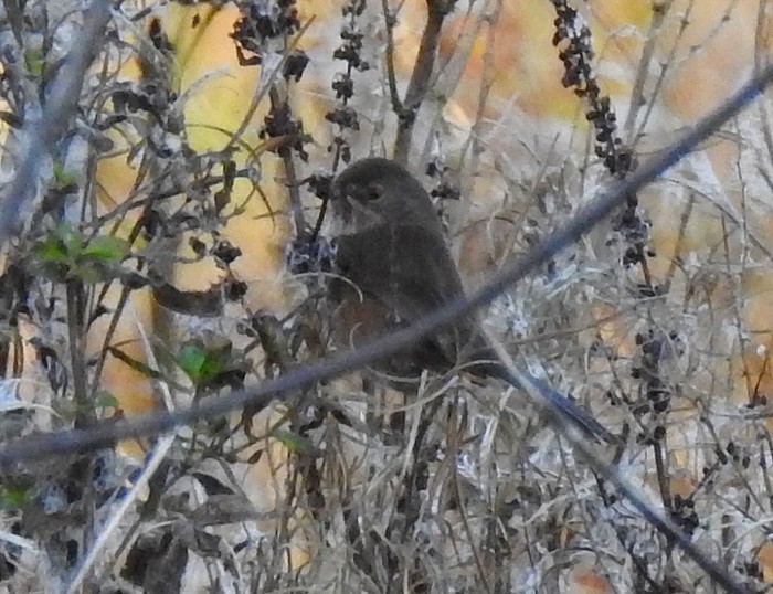 Dartford Warbler