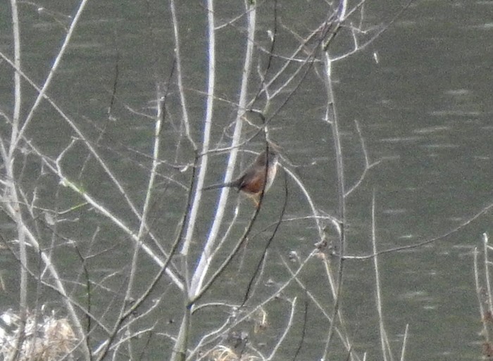 Dartford Warbler