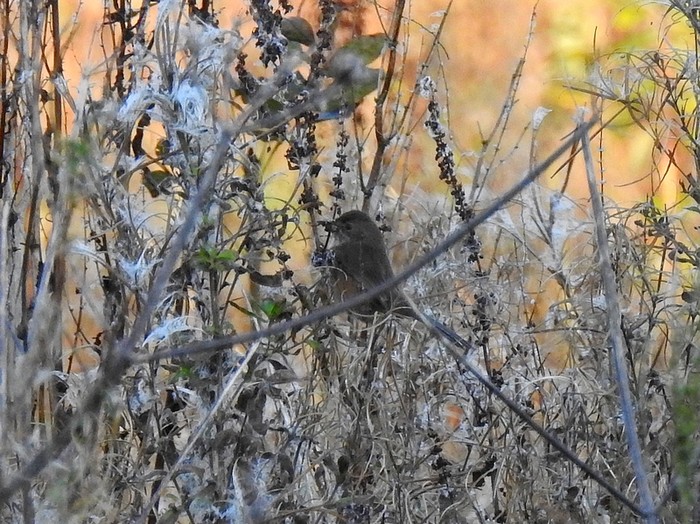 Dartford Warbler