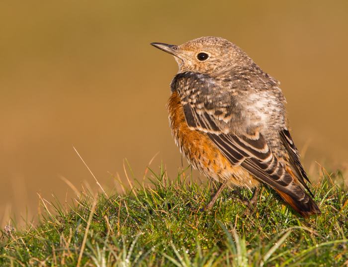 Rock Thrush