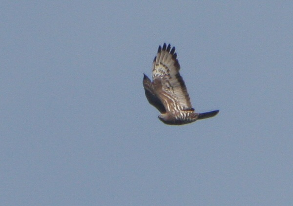 Honey Buzzard