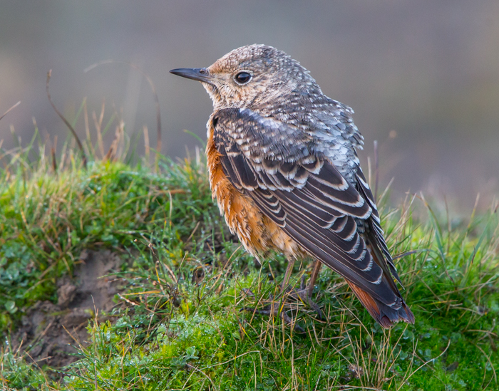 Rock Thrush