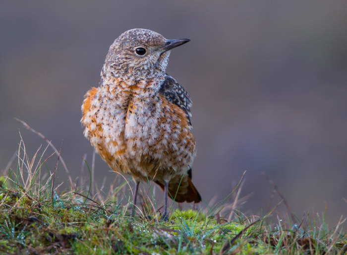 Rock Thrush