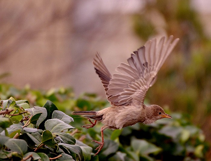 Rose-coloured Starling