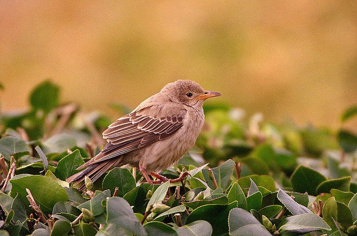 Rose-coloured Starling