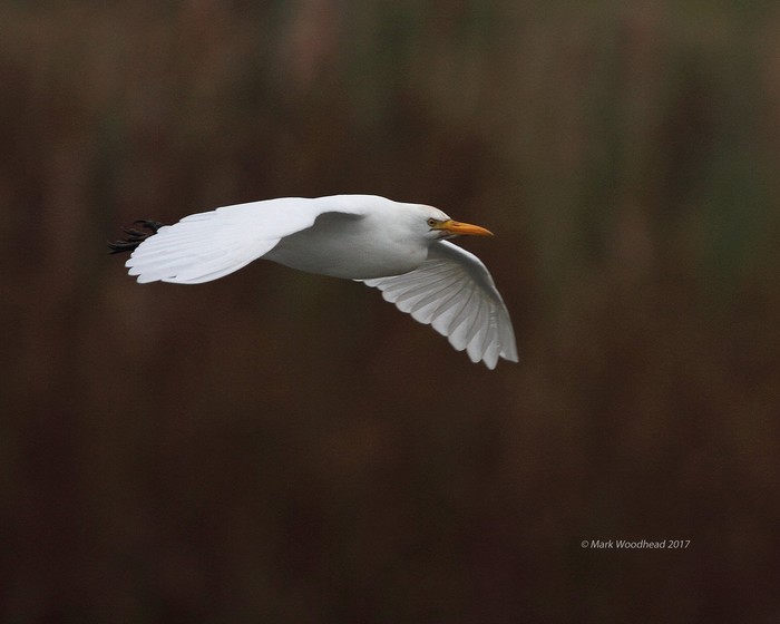 Cattle Egret