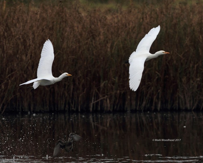 Cattle Egret