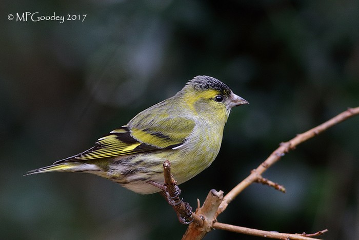 Siskin