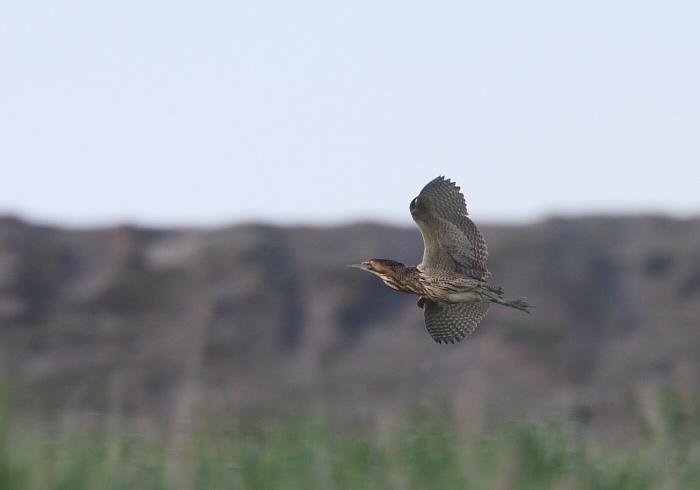 Bittern