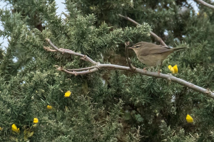 Dusky Warbler