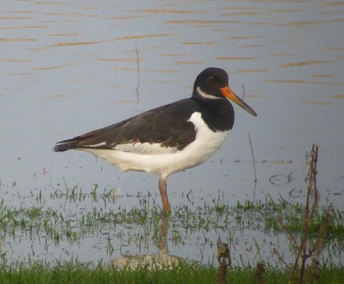 Oystercatcher