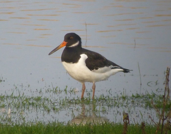 Oystercatcher