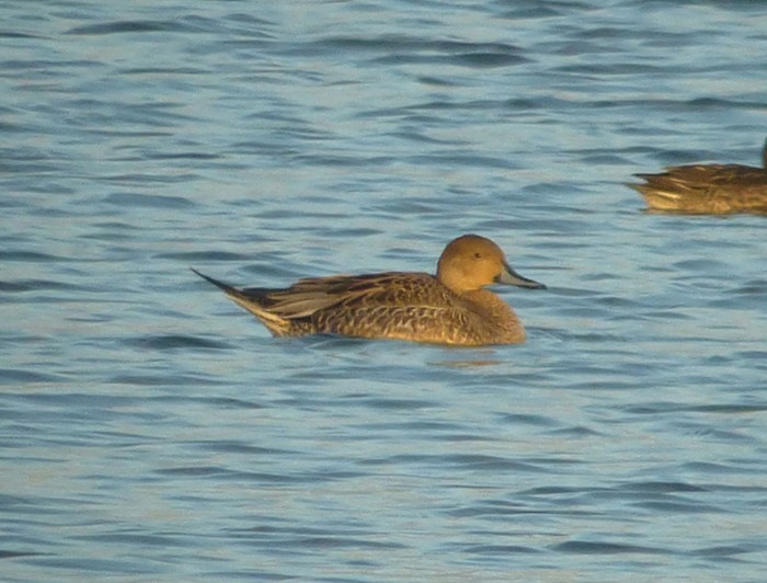 Pintail