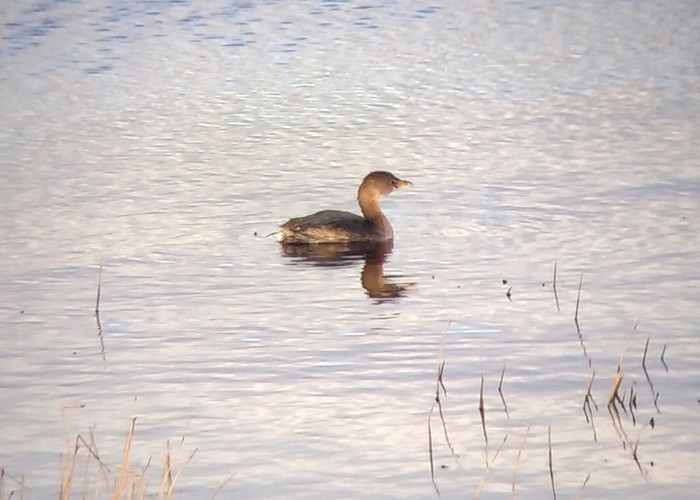 Pied-billed Grebe