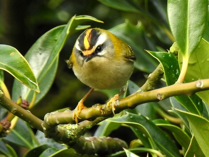 Firecrest