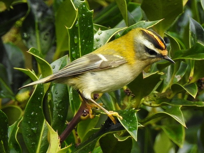 Firecrest