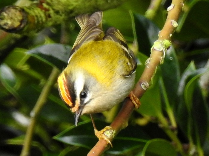 Firecrest