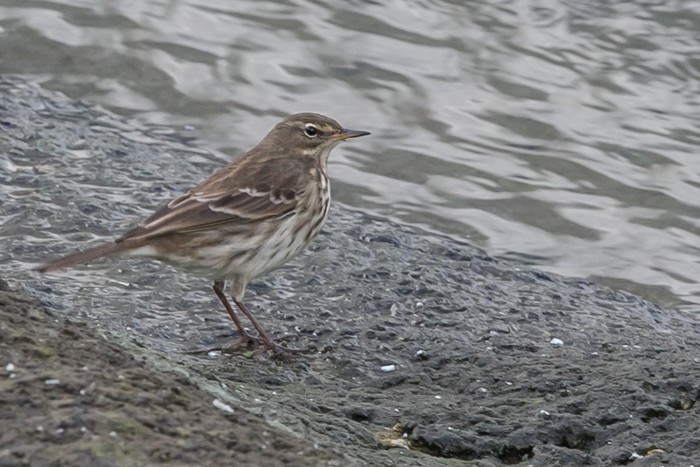 Water Pipit