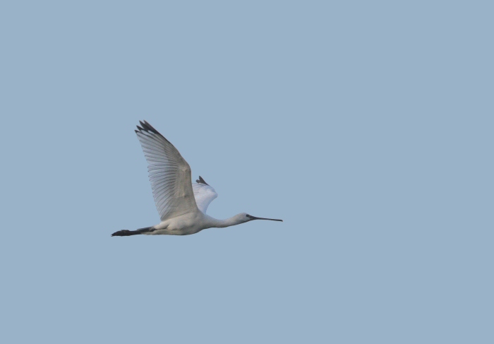 Spoonbill