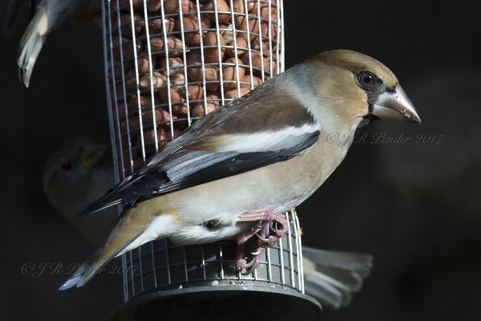 Hawfinch