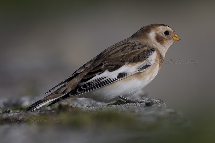 Snow Bunting