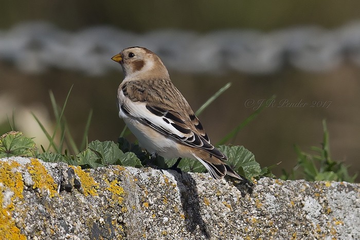 Snow Bunting