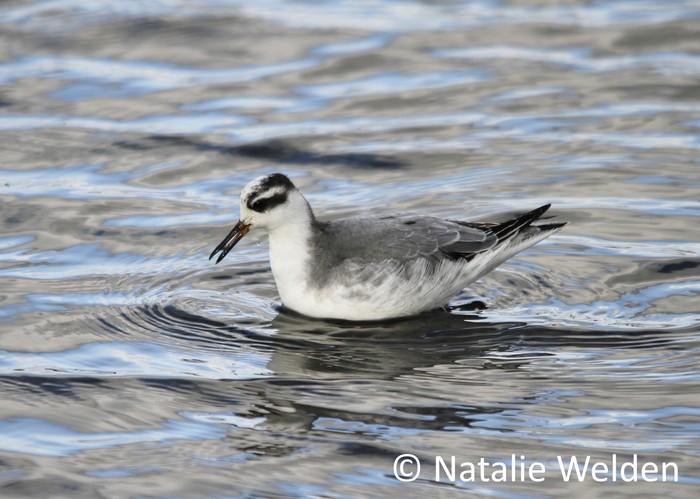 Grey Phalarope