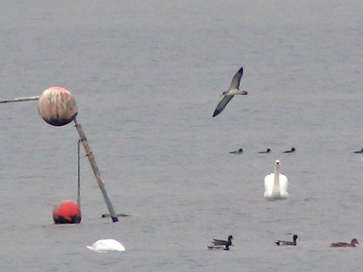 Cory's Shearwater