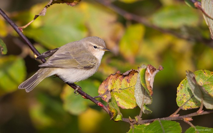 Siberian Chiffchaff