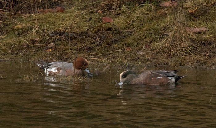 American Wigeon
