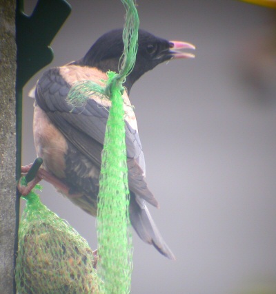 Rose-coloured Starling