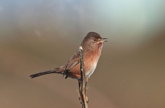 Dartford Warbler