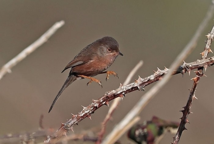 Dartford Warbler