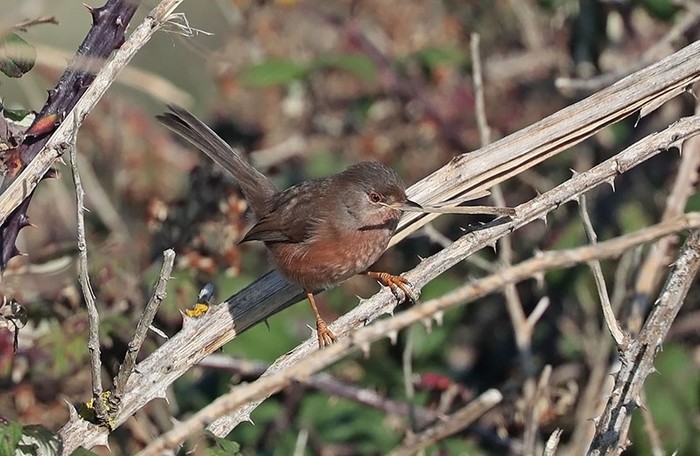 Dartford Warbler