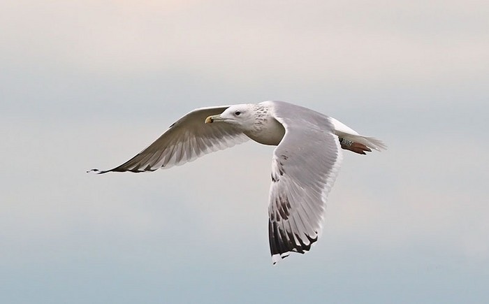 Caspian Gull