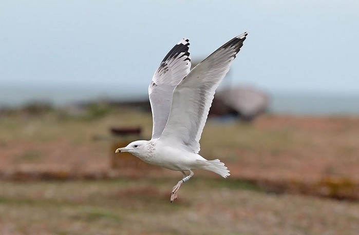 Caspian Gull