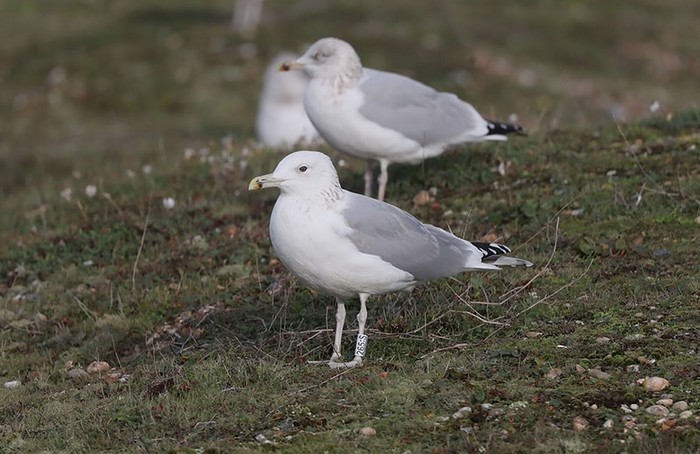 Caspian Gull